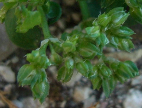 Polycarpon tetraphyllum